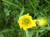 Closing Buttercup (Ranunculus bulbosus) or other type of similiar looking yellow flower