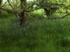 Carpet of Bluebells under the tree