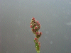 Common Sorel (Rumex acetosa)