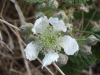 Bramble/Blackberry flower (Rubus fruticosus agg)