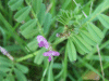Common Vetch (Vicia sativa) near Keckwick lane bridge