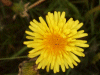 Dandelion (Taraxacum officinale)