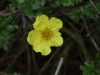 Silverweed (Potentilla anserina) or Primrose (Primula vulgaris) or ??