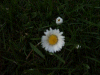 Daisy (Bellis perennis)