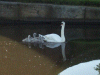 Mute Swan and cygnets