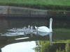 Mute Swan and cygnets