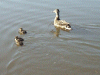 Duck and ducklings