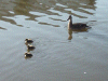 Duck and ducklings