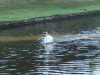 Mute Swan