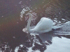 Mute Swan