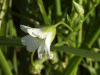 Stitchwort (Stellaria holostea)