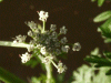 Hemlock (Conium maculatum)