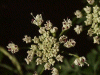 Hemlock (Conium maculatum)