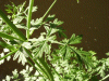 Hemlock (Conium maculatum)