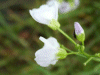 Cuckoo Flowers (Cardamine pratensis agg)