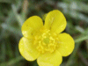 Meadow Buttercups (Ranunculus acris)