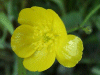 Meadow Buttercups (Ranunculus acris)