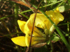 Common Bird's-foot trefoil (Lotus corniculatus)