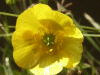 Meadow Buttercup (Ranunculus acris)