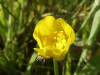 Meadow Buttercup (Ranunculus acris)
