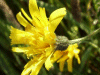 Few-leaved Hawkweed (Hieracium umbellatum)