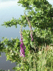 Digitalis Purpurea (ordinary wild foxglove)