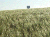 Grainfields looking towards  NSF Tower