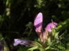 Bush Vetch (Vicia speium)