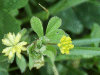 Black Medick (Medicago lupulina)