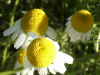 Scentless Mayweed (Matricaria perforata)