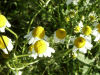 Scentless Mayweed (Matricaria perforata)