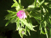 Cut-leaved Cranesbill (Geranium dissectum)