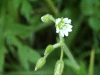Common Mouse-ear (Cerastium fontanum)