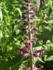 Hedge Woundwort (Stachys sylvatica)