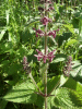 Hedge Woundwort (Stachys sylvatica)