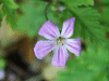 Herb-Robert (Geranium robertianum)