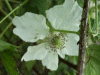 Bramble/Blackberry flower (Rubus fruticosus agg)