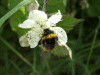Bee and Bramble/Blackberry flower (Rubus fruticosus agg)