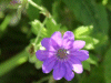 Dovesfoot Cranesbill (Geranium molle)