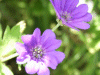 Dovesfoot Cranesbill (Geranium molle)