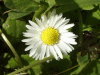 Daisy (Bellis perennis)