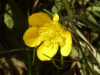 Meadow Buttercup (Ranunculus acris)