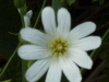 Stitchwort (Stellaria holostea)