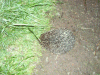 Hedgehog on the canal path from the Night before