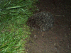 Hedgehog on the canal path from the Night before