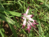 Common Fumitory (Fumaria officinalis)