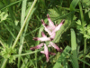 Common Fumitory (Fumaria officinalis)