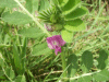 Common Vetch (Vicia sativa)