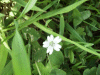 Probably Common Mouse-Ear Chickweed (Cerastium fontanum)