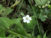 Probably Common Mouse-Ear Chickweed (Cerastium fontanum)